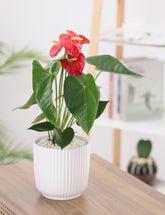 نبتة انتوريوم حمراء